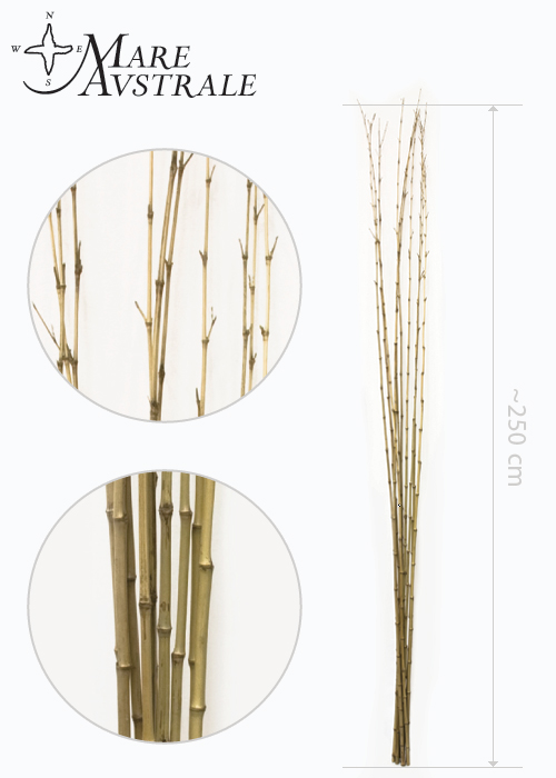 Bambus - prosty